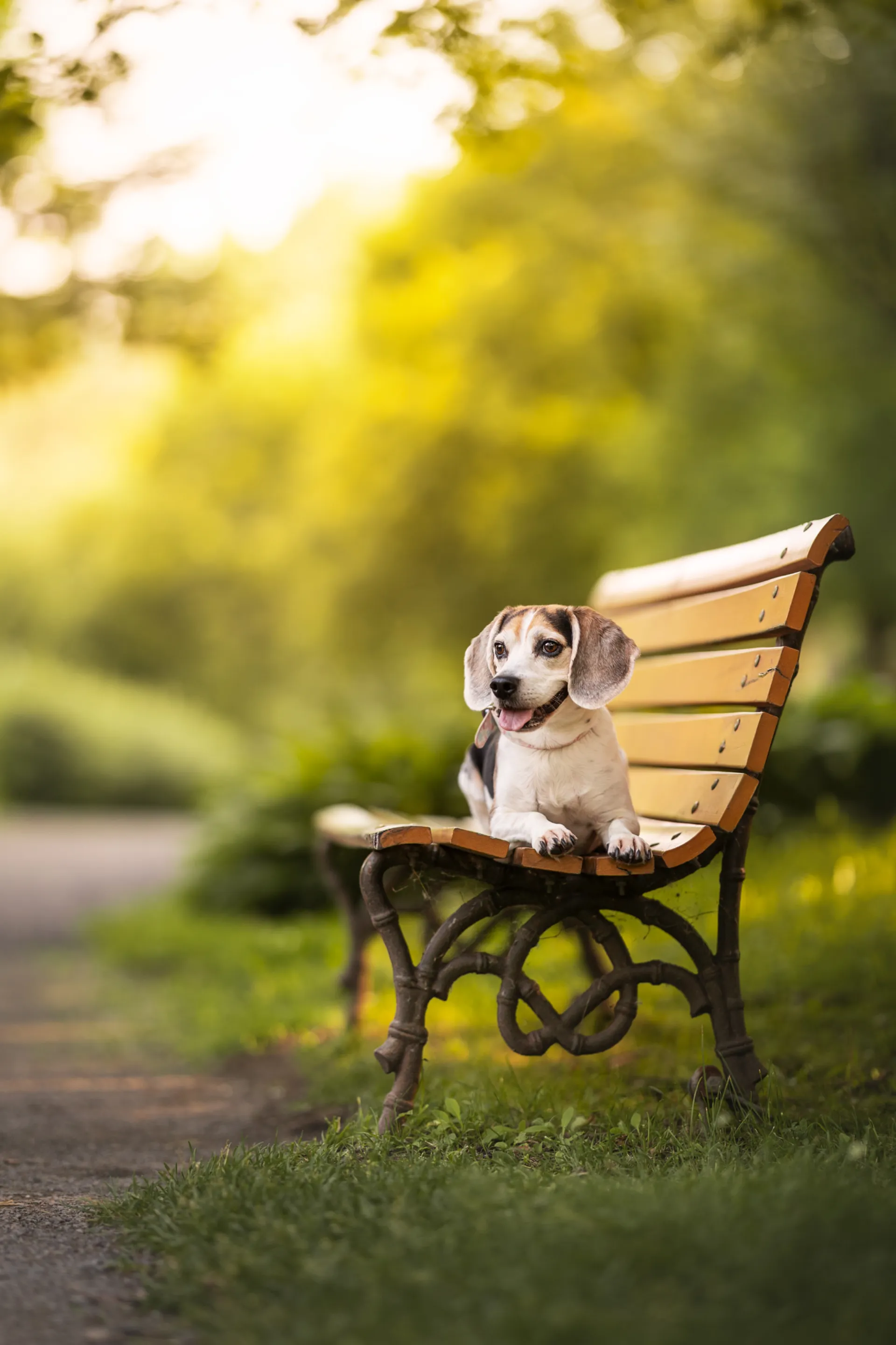 Chien beagle assis sur un banc de parc