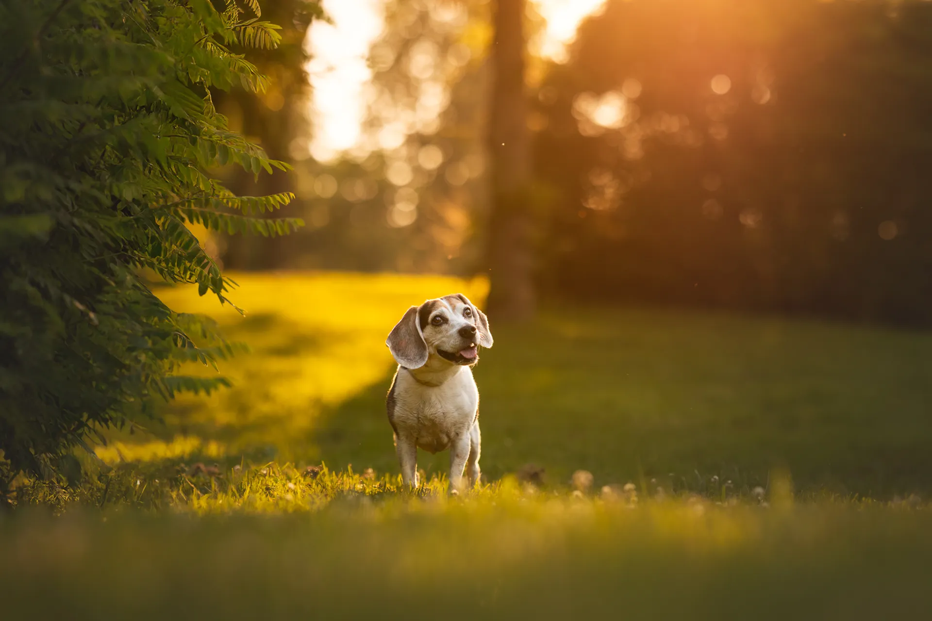 Chien âgé dans la lumière dorée